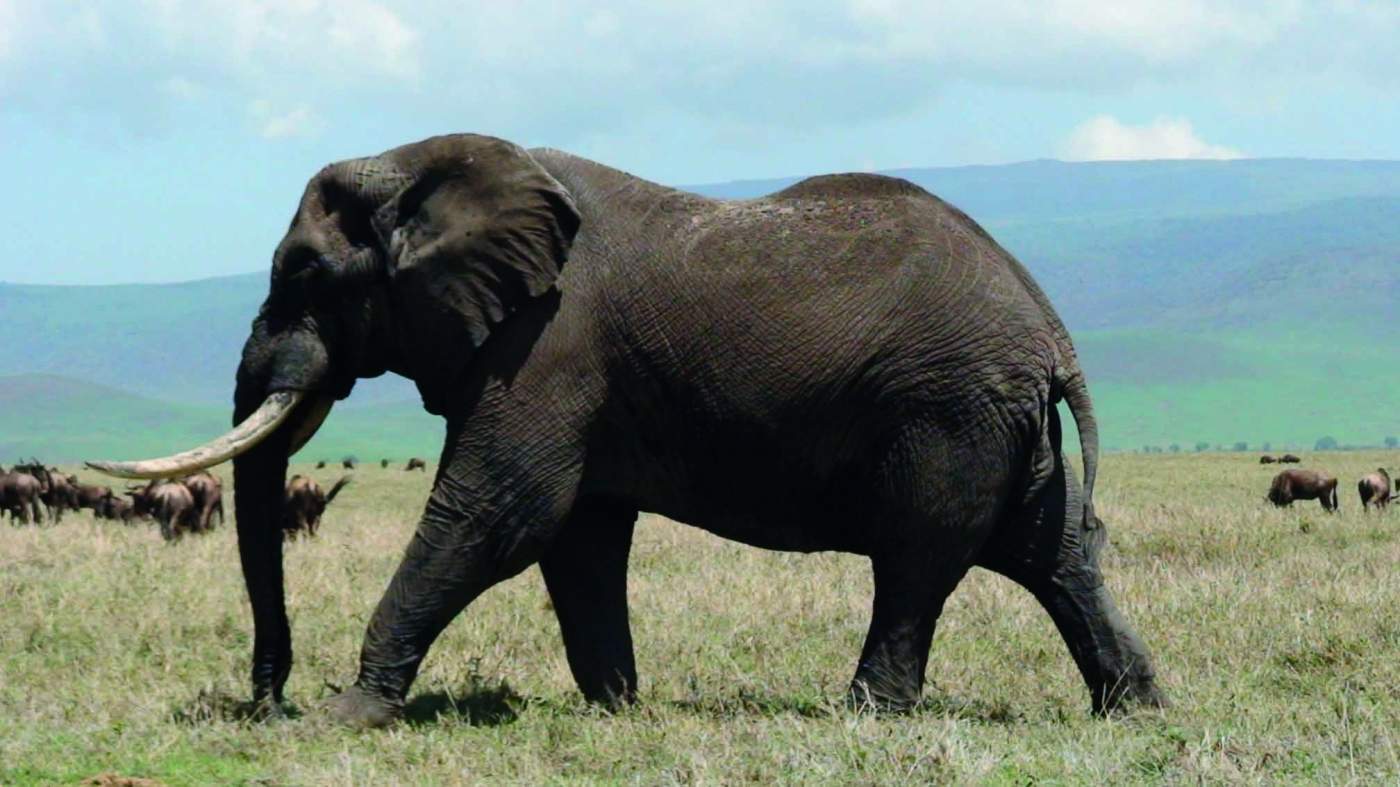 Elefant auf der Camping und Lodge Rundreise im Serengeti Nationalpark in Tansania