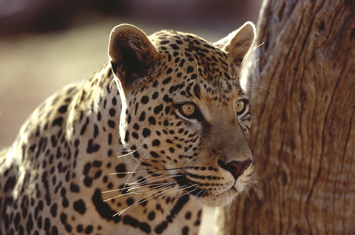  Leopard auf der Camping und Lodge Rundreise im Südluangwa Nationalpark in Sambia