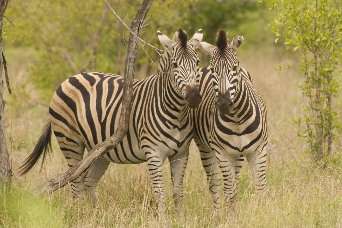 Zwei Zebras im Namib Naukluft Nationalpark