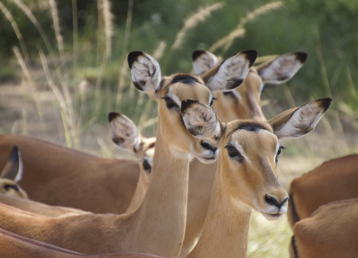 Impalas auf der Rundreise im Lake Mburo Nationalpark