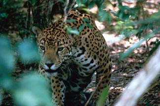 Leopard im Dschungel vom Amazonas