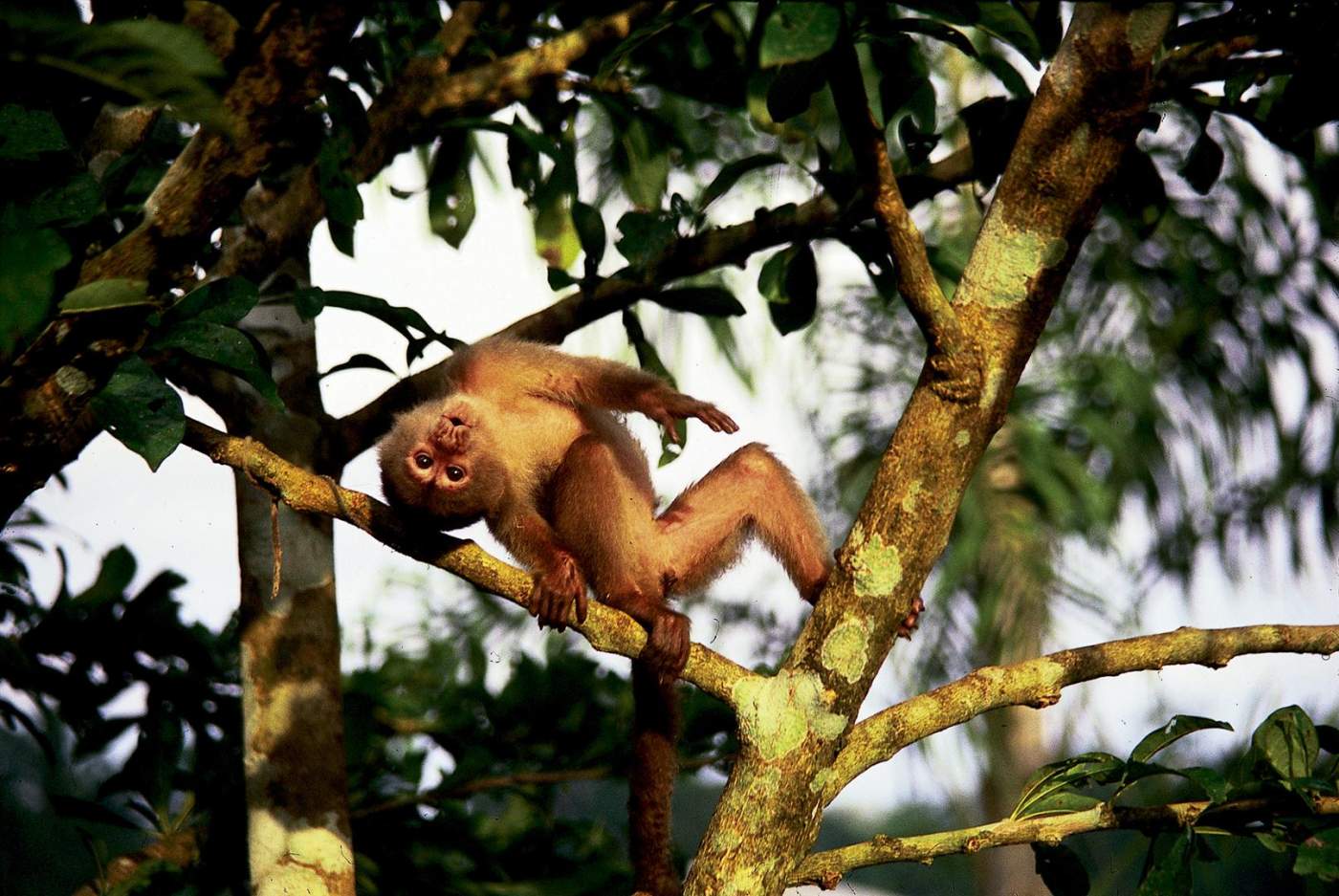 Anden Overland - Capuchin Affe im Jungel