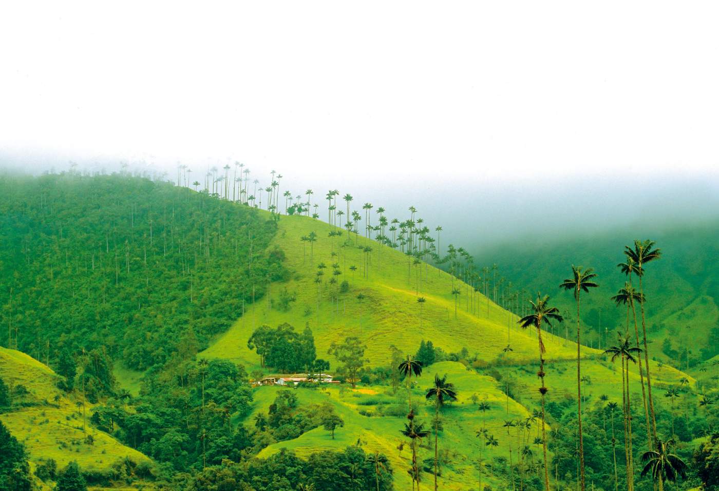 Erlebnisreise: Anden Overland -Cocoa Valley Kaffeelandschaft - Kolumbien