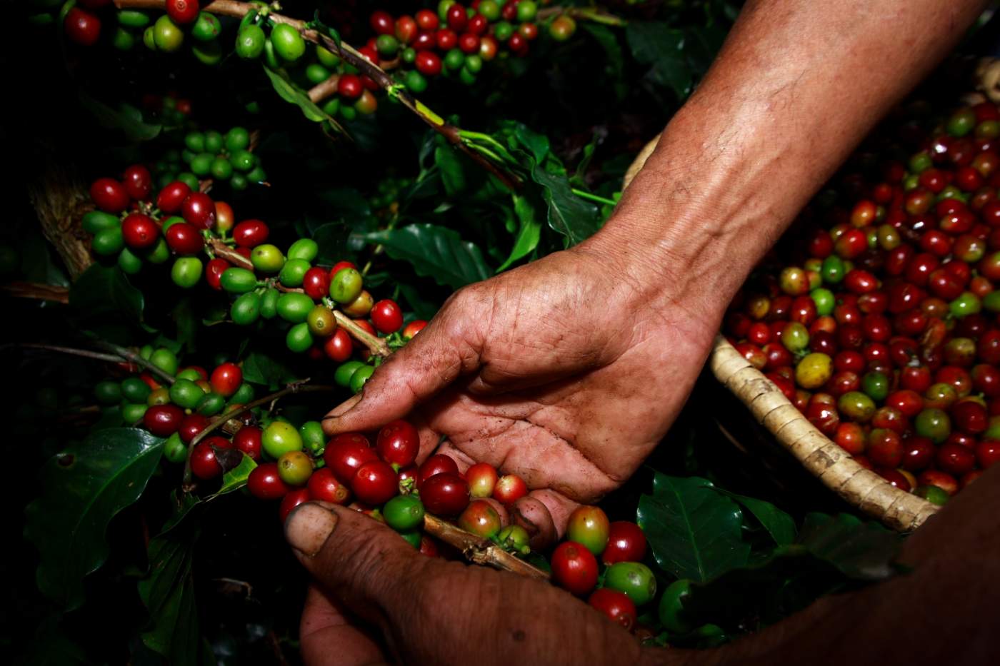 Erlebnisreise: Anden Overland - Kaffeelandschaft - Kolumbien