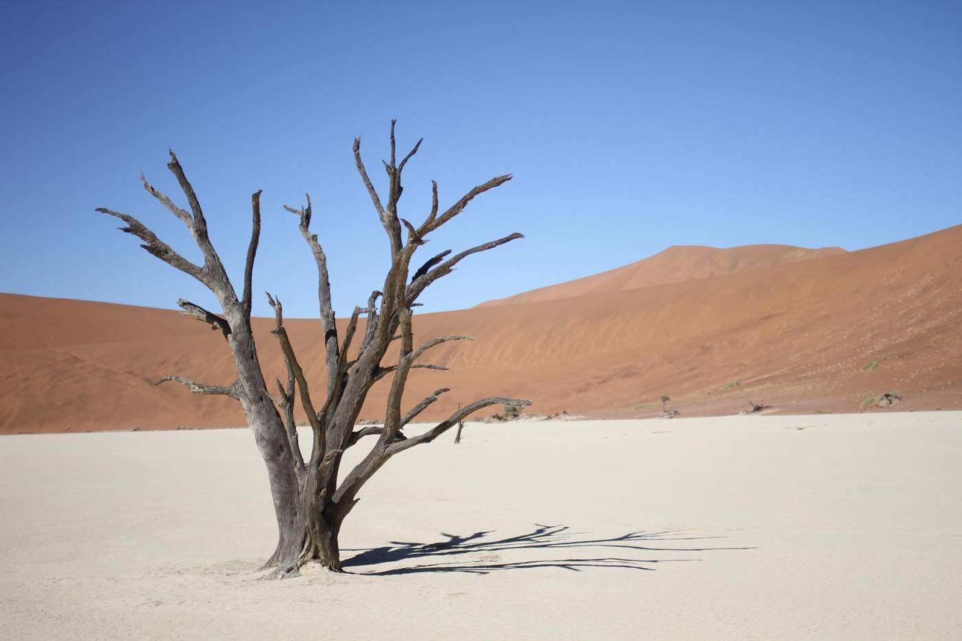 Tote Bäume in Sossusvlei Namibia