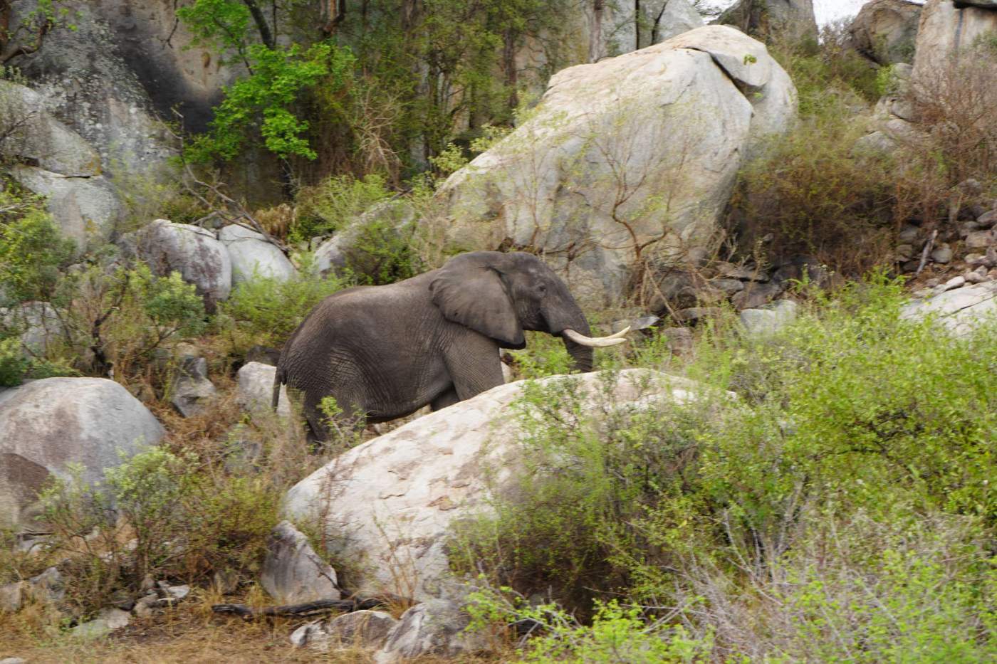 Der Addo Elephant Park ist der größte Nationalpark im Ostkap. Hier leben etwa 400 Elefanten, die wir auf unserer Motorradreise durch Südafrika besuchen werden.