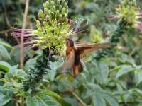 Ecuador Erlebnisreise - Regenwald Luxus-Abenteuer