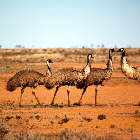 Australia