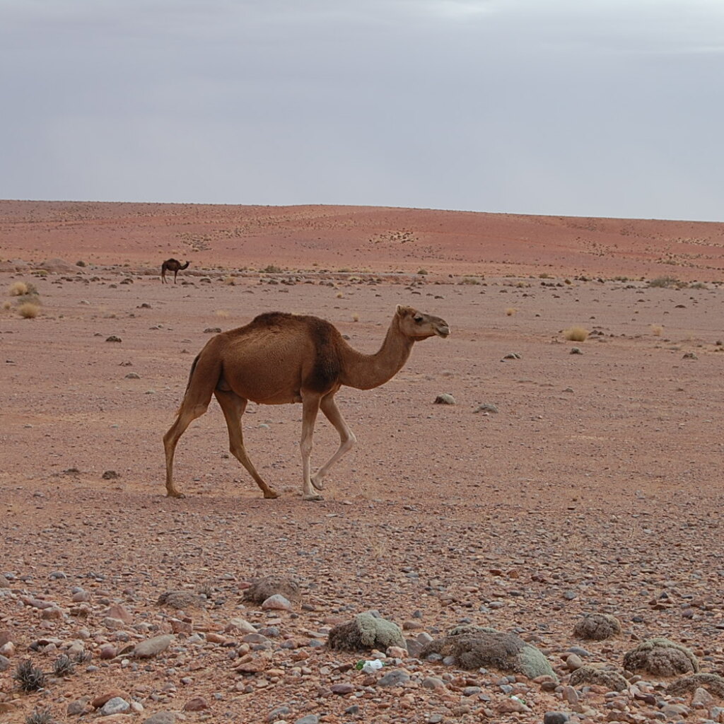 Motorradtour Marokko Westsahara mit Camel by Trophy