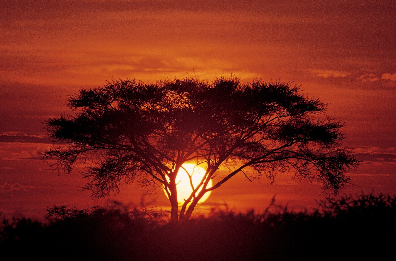 Silhouette eines Akazienbaums vor einem tiefroten Sonnenuntergangshimmel