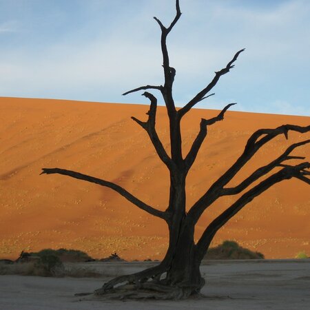 Circuit et safari en Namibie : désert, Etosha & Sossusvlei