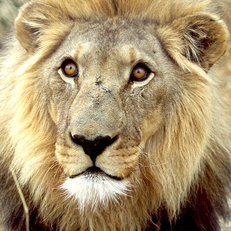 Circuit et safari en Namibie : désert, Etosha & Sossusvlei