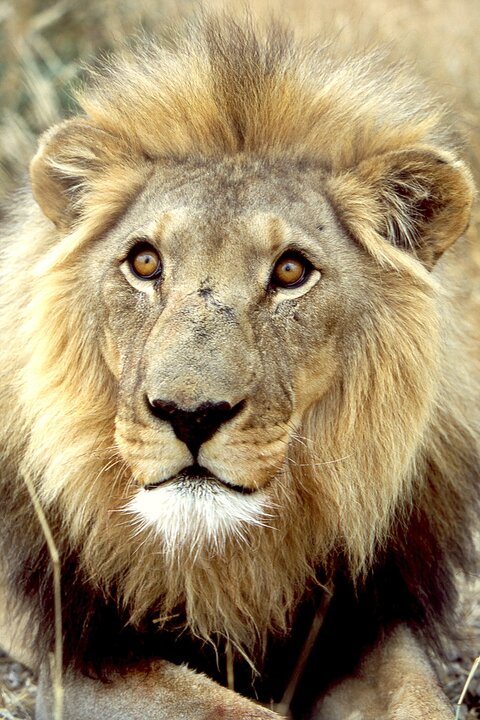 Namibia Selbstfahrer Safari: Wüste, Etosha und Dachzelt