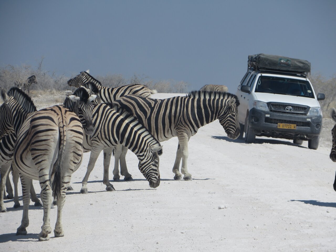 Eine Zebraherde auf einer weißen Salzpfanne neben einem geparkten Pickup