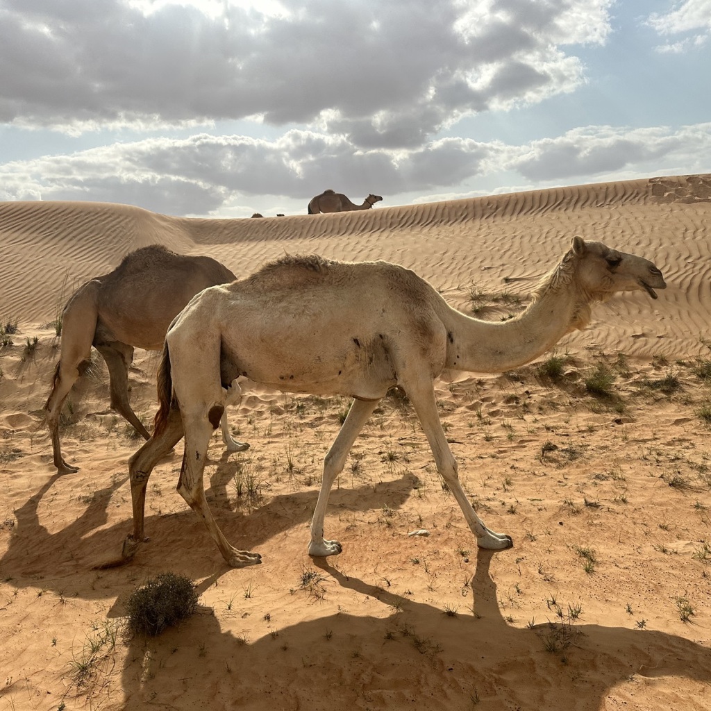 Offroad-Reisen Asien Nizwa Festungsanlage UNESCO