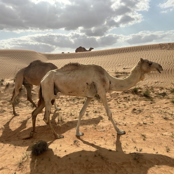 Offroad-Reisen Asien Nizwa Festungsanlage UNESCO