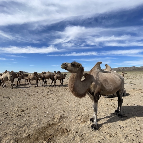 Offroad-Reisen Marokko Kameltrekking Abendlicht