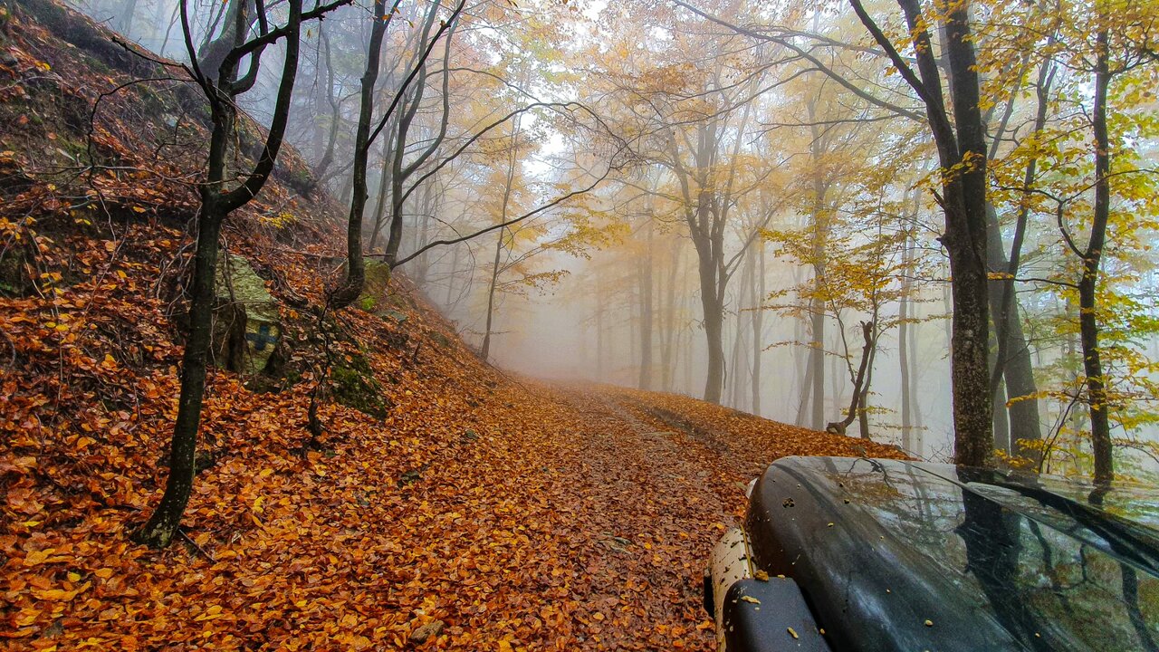 Nebliger Herbstwald-Weg voller Laub, gesehen über die Motorhaube eines dunklen 4x4