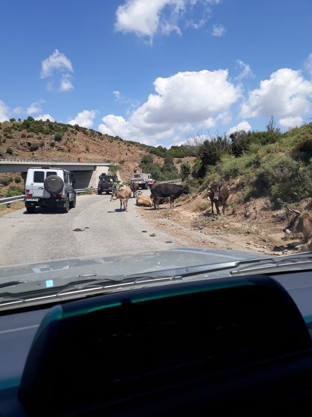 Cattle blocking a mountain road, seen from inside a vehicle with other 4x4s waiting behind