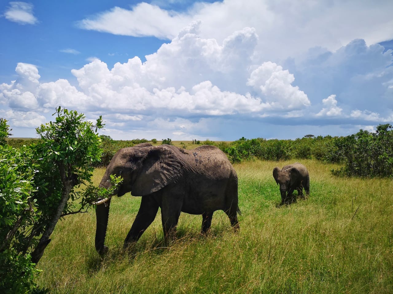 Elefanten im Amboseli National Park