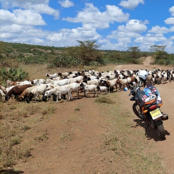 Motorradreisen Afrika Nairobi Aberdare Elefanten
