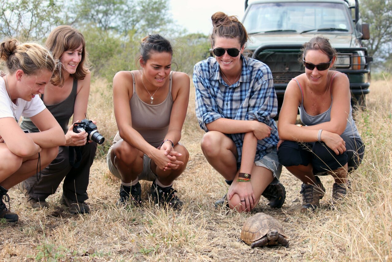 Eine Gruppe kauert um eine kleine Schildkröte im trockenen Gras neben einem Safarifahrzeug