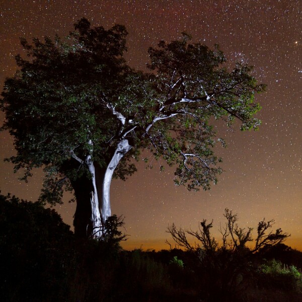 Erlebnis-Reisen Afrika Maun Makgadikgadi Savannen