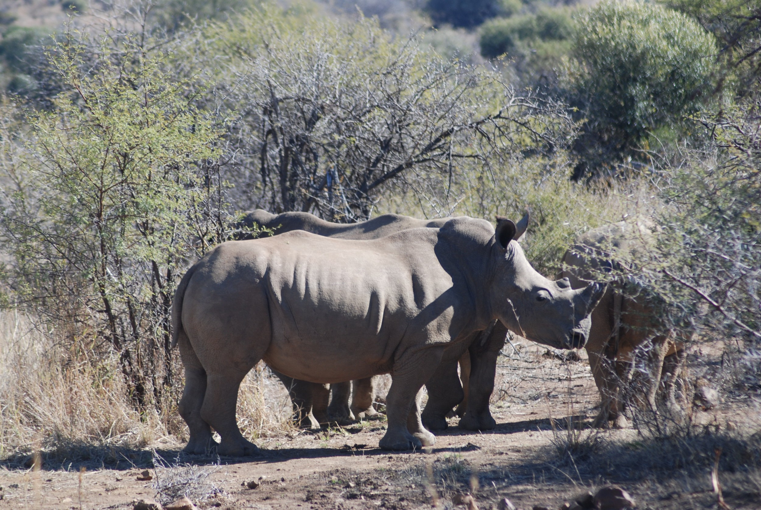 Nashörner auf unserer Kombireise in Botswana