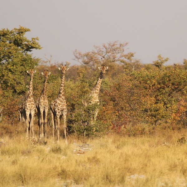Offroad-Reisen Namibia Twyfelfontein Naturhighlights Felsgravuren