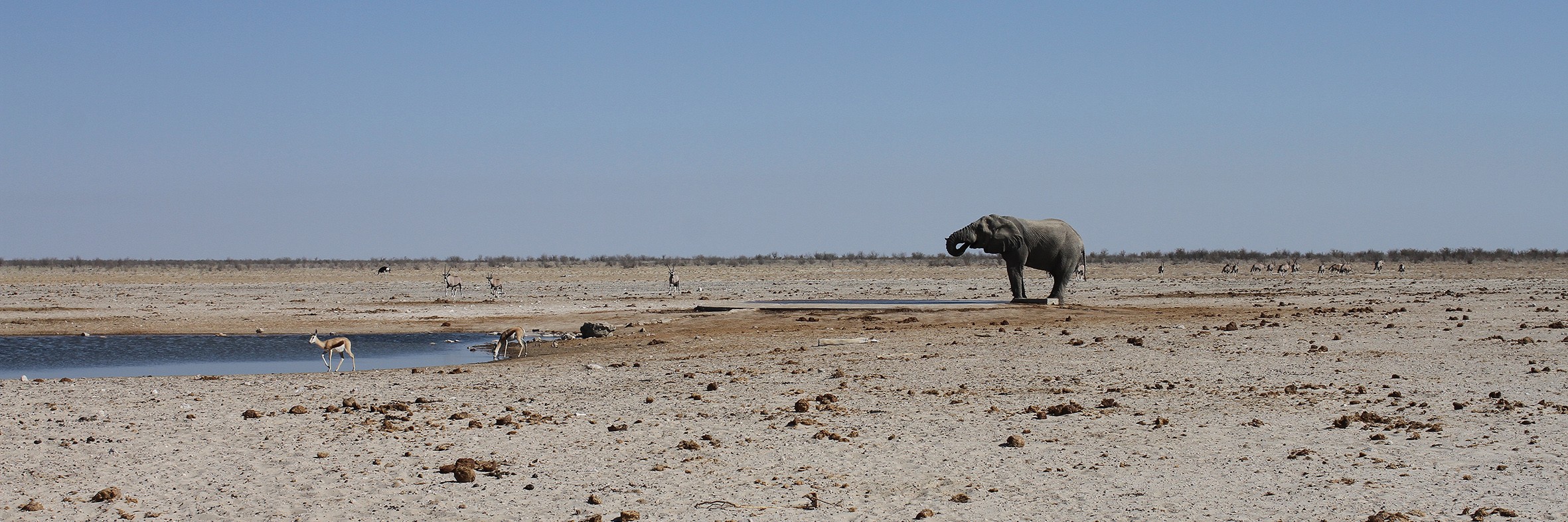 Tiere am Wasserloch in Etosha