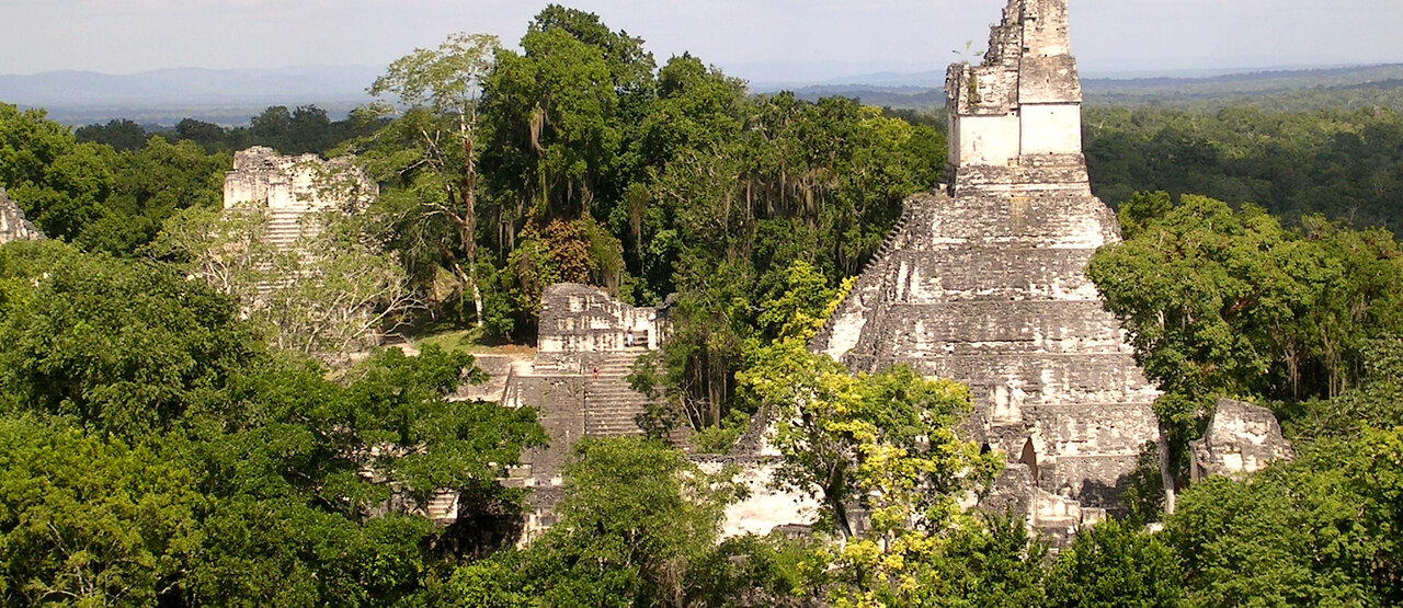 Templos piramidales escalonados mayas que se alzan sobre el denso dosel de la selva
