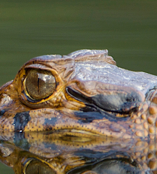 Amazonia Motorradreise durch Bolivien