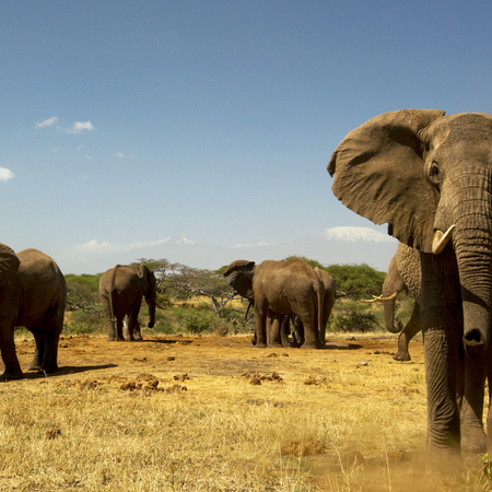 Kenia Safari & Erlebnisreise: Masai Mara, Lodge Safari und Sansibar