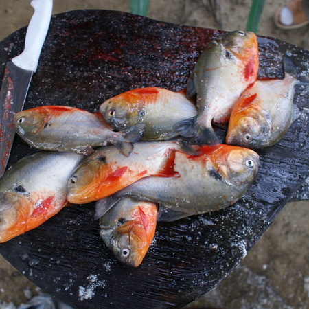 Venezuela Trekkingreise: The Piranha Tour!
