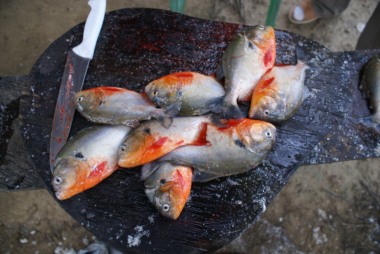 Venezuela Trekkingreis: De Piranha Tour!