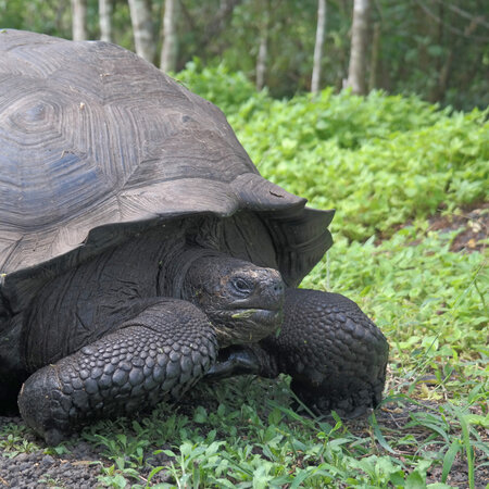 Ecuador Rundreise zwischen Anden, Amazonas und Galapagos