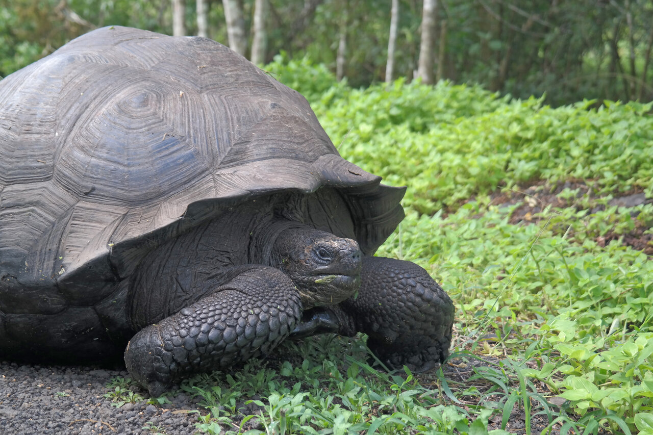 Voyage aux îles Galapagos : nature en Équateur