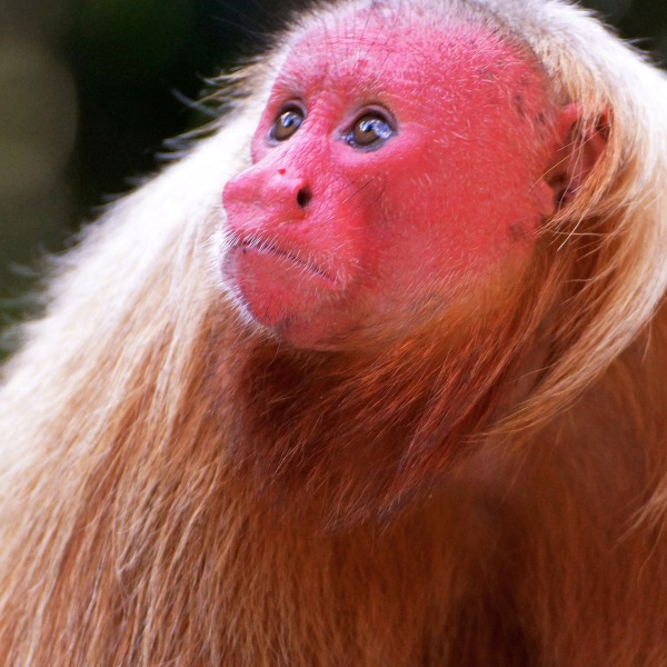 Erlebnis-Reisen Brasilien Rio de Janeiro Petropolis Kultur