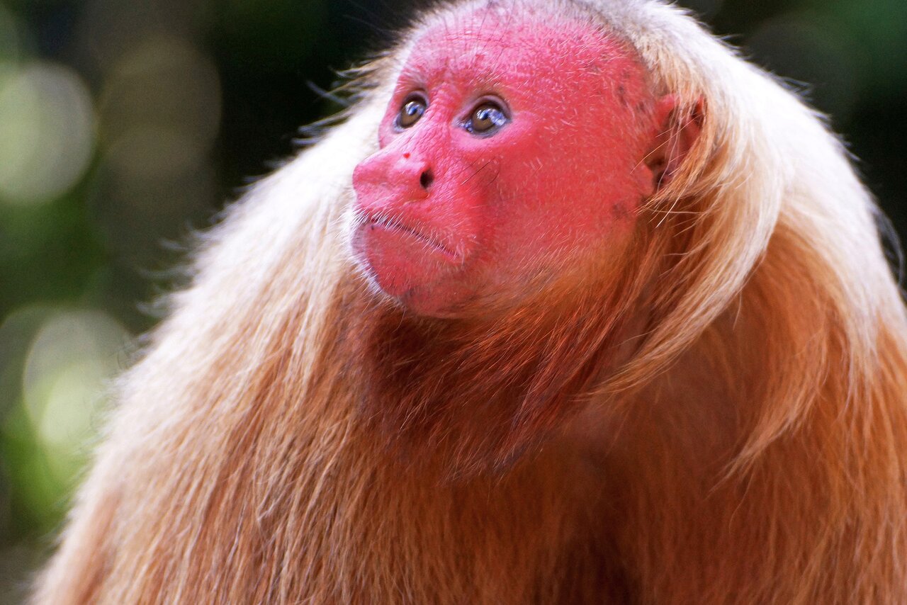 Retrato en primer plano de un mono uacarí calvo con la cara roja intensa y el pelaje dorado