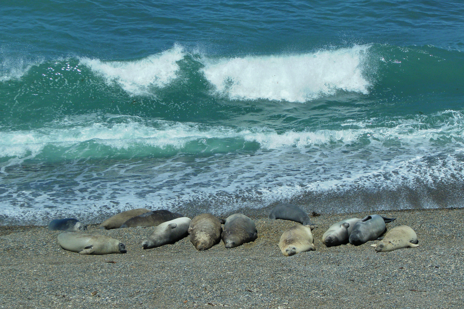 Puerto Madryn: Paradies für Naturliebhaber mit unberührten Stränden und Möglichkeiten zur Tierbeobachtung.