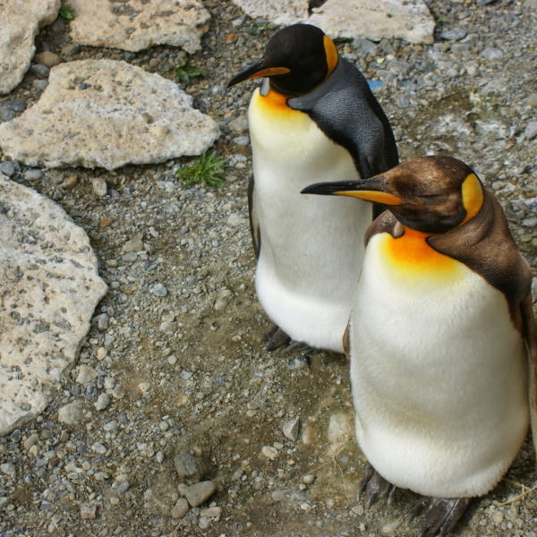 Erlebnis-Reisen Argentinien Buenos Aires Flohmarkt Oper