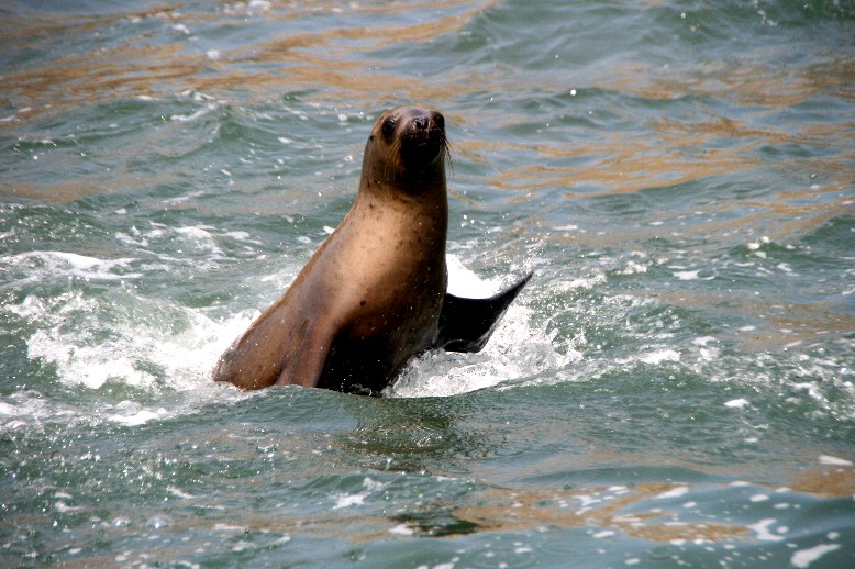 Seelöwen und Islas Ballestas: Tierparadies mit Seelöwen, Vögeln und beeindruckenden Felsformationen