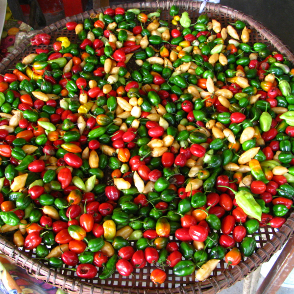 Erlebnis-Reisen Kolumbien Popayan Shaman Salsa