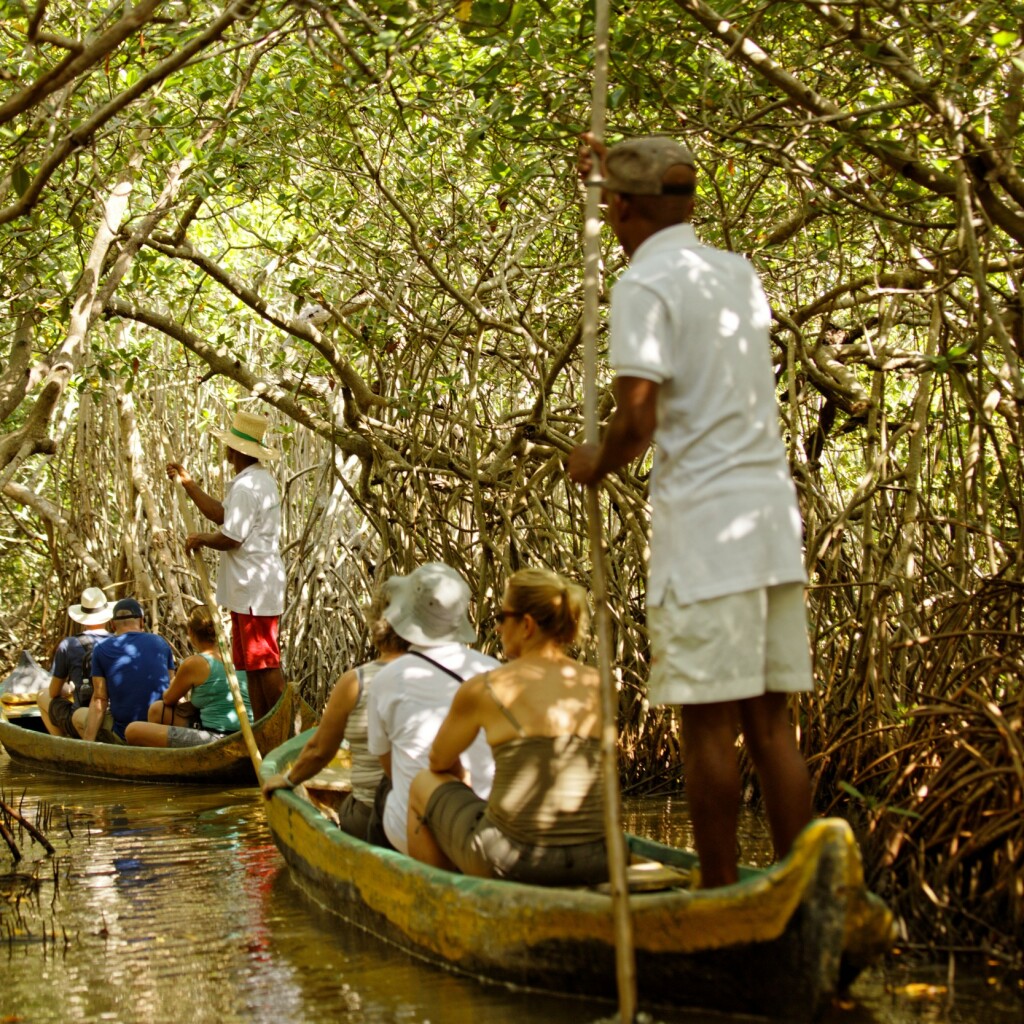 Tourists in wooden canoes poled through a mangrove tunnel by local guides