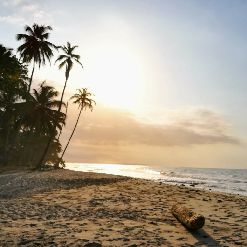 Palm trees silhouetted on a sandy beach at sunset with gentle waves