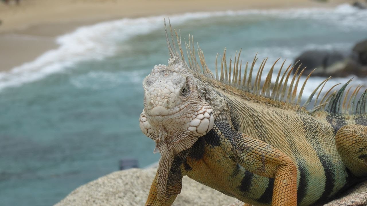 Natur und Iguana: Kolumbien