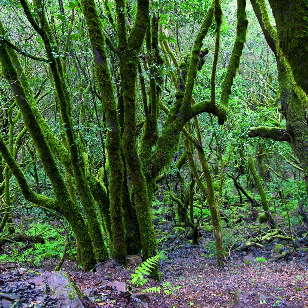 Erlebnis-Reisen Europa Wandern Agulo UNESCO