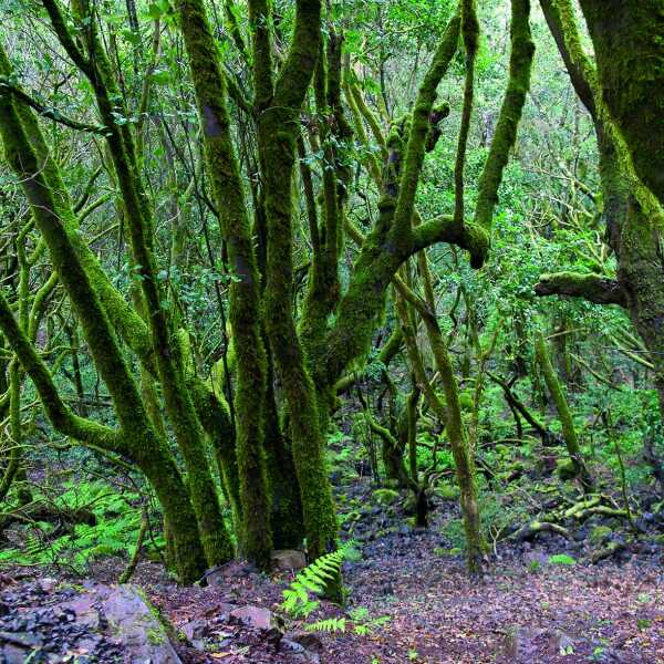 Erlebnis-Reisen Europa Wandern Agulo UNESCO