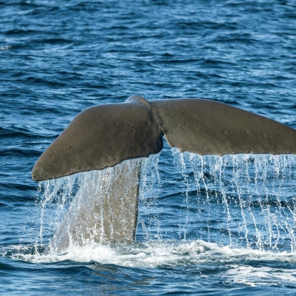 Erlebnis-Reisen Neuseeland Wellington Küstendorf Kajaktouren