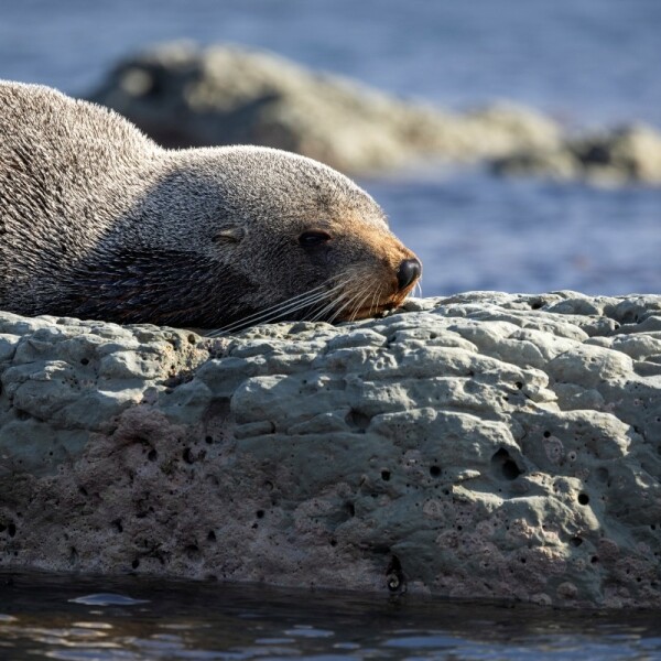 Erlebnis-Reisen Neuseeland Hahei Cathedralküste Naturelebnis
